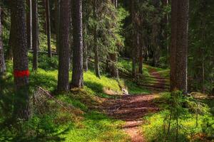 Magic forest path in northern Sweden with patches of sunlight photo