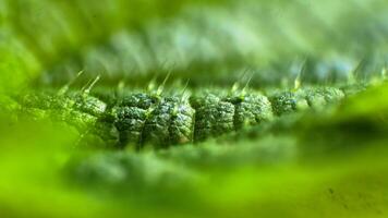 Extreme close up focus stack of a leaf of the stinging nettle, showing the stinging hairs photo