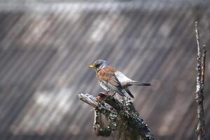 Fieldfare Turdus pilaris sitting on a branch in front of roof structure photo