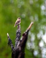 Female European pied flycatcher Ficedula hypoleuca sitting on a tree branch with its eyes closed photo