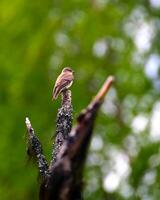 Female European pied flycatcher Ficedula hypoleuca sitting on a tree branch with green background photo