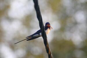 Barn swallow Hirundo rustica sitting on power line with nesting material gathered in its beak photo