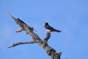 Barn swallow Hirundo rustica perched on a tree branch covered with lichens photo