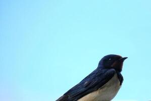 Barn swallow Hirundo rustica close up with lots of copy space photo