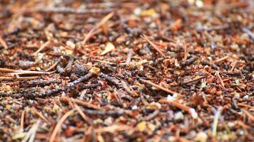 Macro shot of an anthill surface in the forest photo