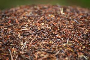 Macro shot of an anthill surface in the forest photo