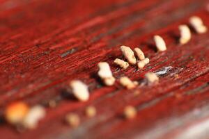 Extreme close up of tiny fungi growing on moist wood photo