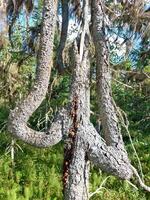 Multiple fractures led to this unique growth form of a spruce tree photo