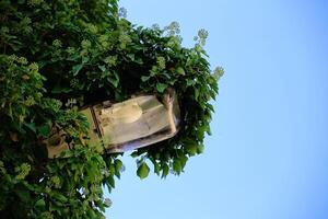 Street lamp overgrown by ivy with blue sky photo