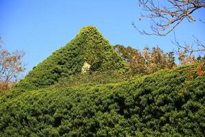 Ruins of an old building, the ridge is overgrown by ivy photo
