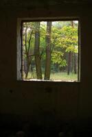 Looking out of a ruined room into the sunny forest photo