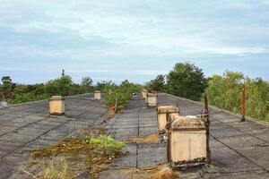 On the rooftop of an abandoned concrete building with trees growing through photo