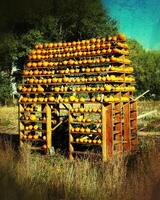 Grungy image of a shelf house with an abundance of pumkins photo