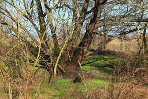 Bare tree in spring, with fresh grass growing all around photo