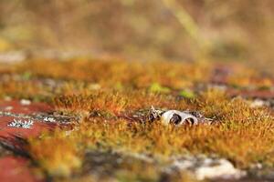 Close up of moss in sunlight with a single tab of a tin can photo