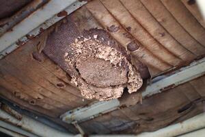 Wasps nest built in the ceiling of old vehicle photo