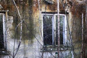 Window in abandoned roofless building with trees growing inside photo