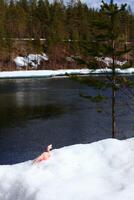 Toy dinosaur standing in the melting snow at riverside in northern Sweden photo