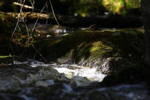 Close-up of Stream - Sunlit mossy rock and flowing water in a peaceful forest setting photo