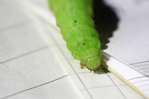 Green caterpillar close-up, detailed view of a angle shades Phlogophora meticulosa larva with fine hairs photo