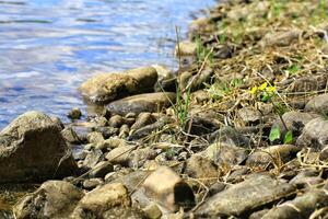 Rocky shoreline with marsh-marigold Caltha palustris and clear water in a serene natural environment photo