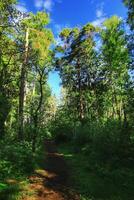 Forest path with tall green trees and bright blue sky on a sunny day photo