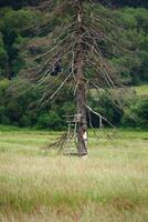 Dead spruce tree with wooden ladder in a grassy field against a backdrop of greenery photo