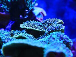 Coral close-up with intricate blue patterns under the oceans deep, vibrant waters photo