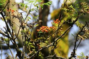 Orange rowan berries on branches surrounded by green leaves with sunlight filtering through trees photo