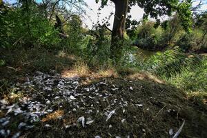 Riverside nature with trees, feathers on the ground, and peaceful greenery near a calm river photo