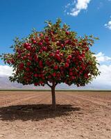 Fully laden apple tree in a large orchard on a sunny day photo