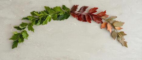 Green and red leaves arranged in a semi circle on a gray background photo