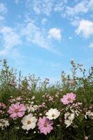 Cosmos flowers in a field under a blue sky photo