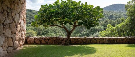 Single tree in front of stone wall, sunny day photo