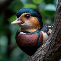 Close up of a mandarin duck perched on a tree branch photo