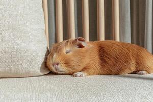 Adorable guinea pig taking a nap on a comfy couch photo