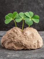 Three shamrock plants sprout from a rough, textured rock, symbolizing resilience and growth photo