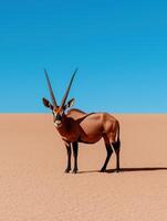 Gemsbok antelope in the desert photo