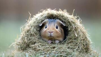Cute small rodent peeking from its cozy nest with curious expression during the day photo
