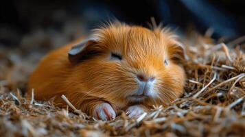 Cute small rodent peeking from its cozy nest with curious expression during the day photo