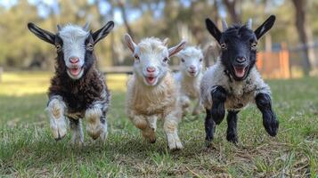 Playful baby goats running across a grassy field in springtime photo