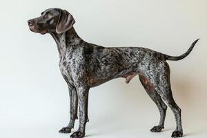 Sleek spotted dog standing proudly against a plain background in a well-lit setting photo