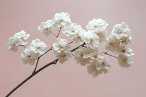 Beautiful white cherry blossom branch against a pink background showcasing natures delicate artistry photo