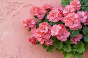 Bougainvillea flowers against a soft pink background create a vibrant and cheerful decor photo