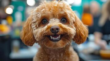Adorable small dog looking curiously with bright eyes in a cozy indoor setting photo