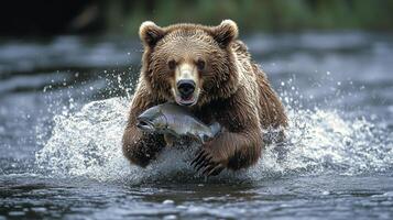 Bear catching fish in river during daytime in natural habitat near forest photo