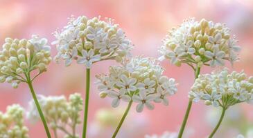 Beautiful blooming delicate flowers against a soft pink background in early spring photo