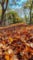 Autumn leaves scattered on dark ground in a peaceful forest setting photo