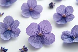 Beautiful lavender flowers arranged on a light background for decorative purposes photo