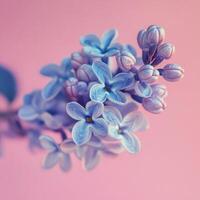 Beautiful lilac flowers arranged on a soft pink background for a creative floral display photo